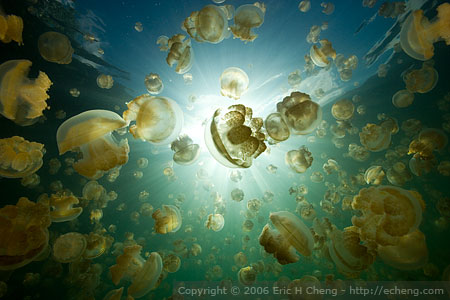 lac-aux-meduses-palaos-2.jpg