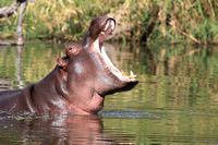 hippopotame-kruger.jpg