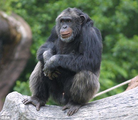 santino-chimpanze-pierre.jpg