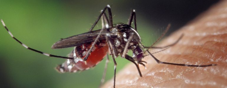 le paludisme, ce manipulateur de moustiques
