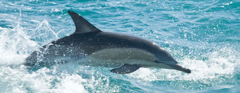 Un dauphin altruiste sauve deux cachalots