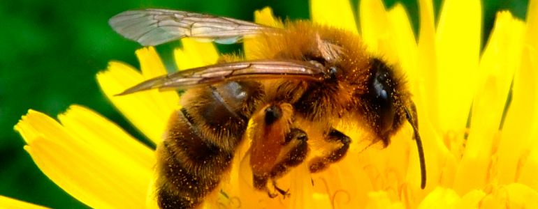 Abeilles des champs, abeilles des villes… Elles colonisent nos jardins publics !