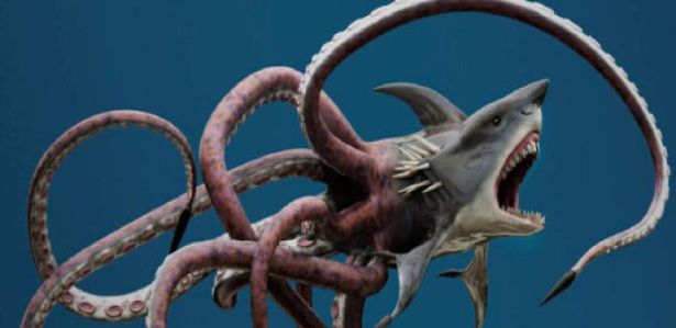 Combat de titans entre une pieuvre et un requin