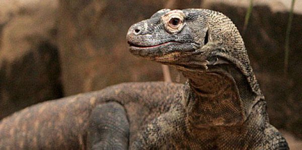 Dragon de Komodo, le dernier dinosaure