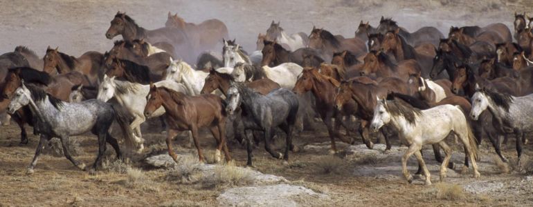 Abattage massif des chevaux sauvages américains
