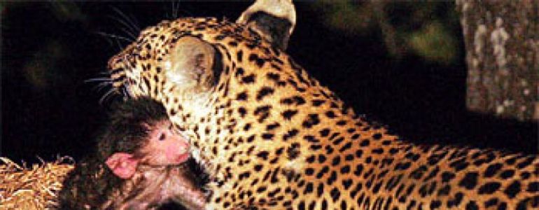 Le léopard et le babouin : ce n’est pas une fable de la Fontaine