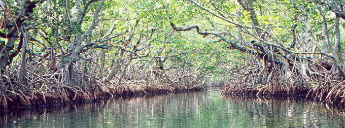La renaissance des Mangroves