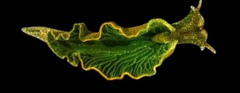 La limace qui se prenait pour une algue