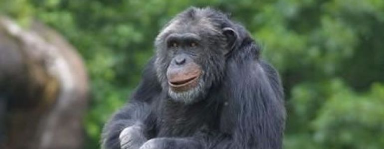 Les chimpanzés ont une vision de l’avenir