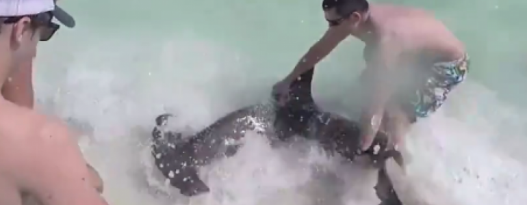 Sauvetage d’un requin marteau sur une plage de Floride