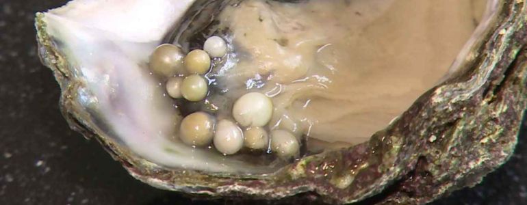 10 perles dans une huître, un record !