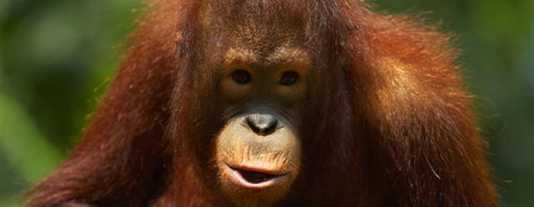 19 août, l’orang-outan à l’honneur