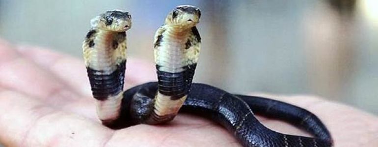 Un serpent à deux têtes né dans un élevage chinois