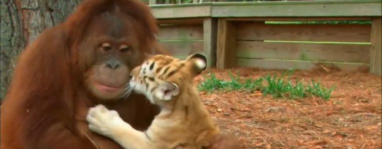 L’orang-outan une maman de substitution pour des tigres