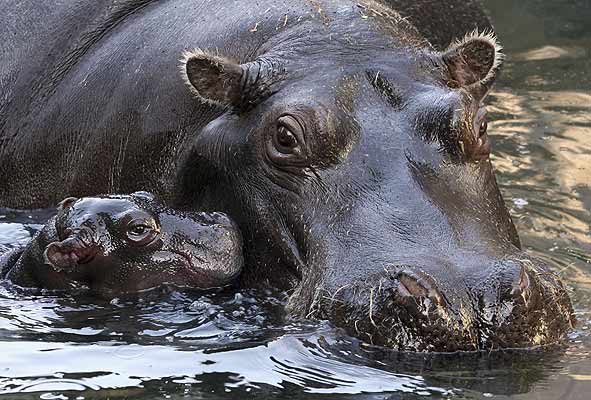 hippopotame lait rose
