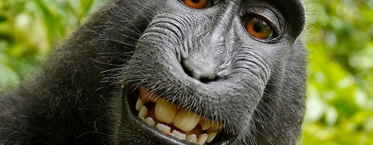 Le macaque Naturo bientôt propriétaire de son selfie ?
