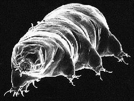 ourson-eau-tardigrade-2.jpg
