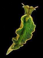 Elysia-chlorotica-limace-algue.jpg