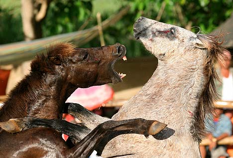 combat-de-chevaux-1.jpg