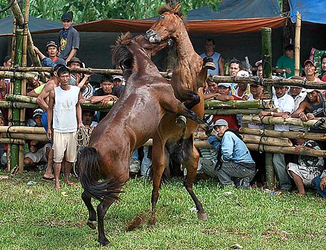 combat-de-chevaux-4.jpg