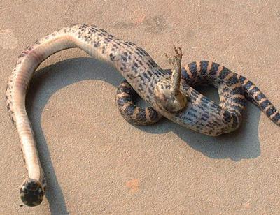 serpent-patte.jpg