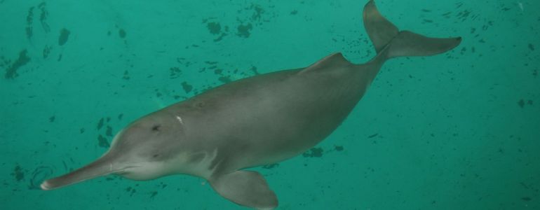 Dauphin du Yangtze : une espèce s’éteint