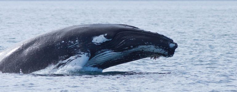 La baleine islandaise peut souffler