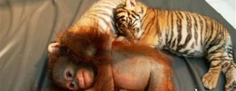 Histoire d’amour entre tigres et orang-outans