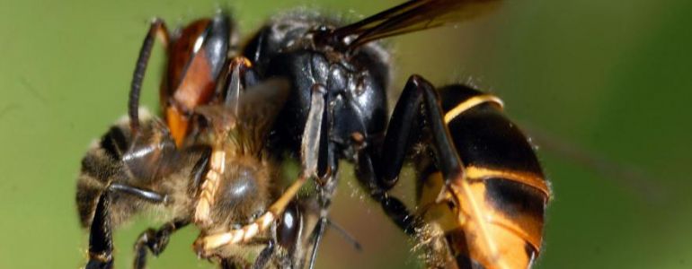 L’abeille tueuse de frelon