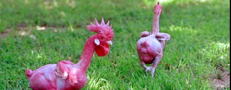 poulet sans plume ultra-résistant