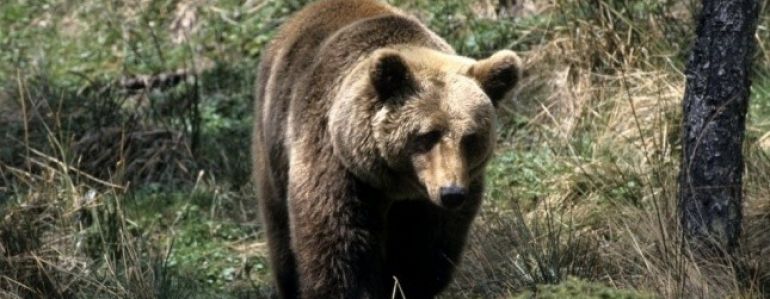 Chasseur blessé par un ours pyrénéens : qu’en penser ?