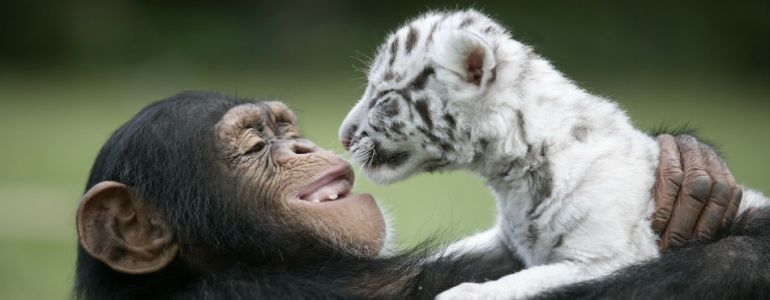 Cette nounou chimpanzé s’occupe des bébés tigres blancs