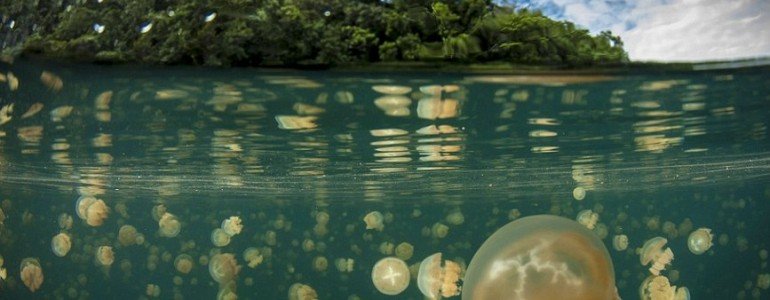 Le lac aux méduses des Palaos