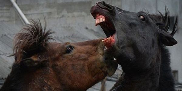 L’horreur des combats de chevaux en Philippines