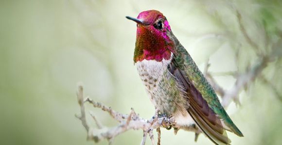 Le colibri caméléon