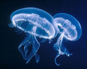 animaux dangereux - Méduse