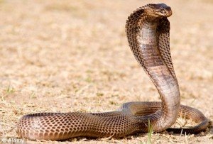 animaux dangereux - le serpent