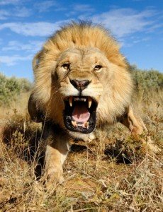 animaux dangereux - lion