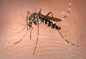 animaux dangereux - moustique