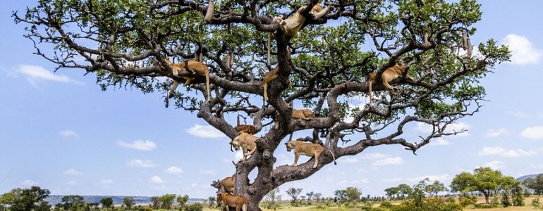 En Tanzanie, les lions poussent dans les arbres