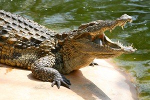 animaux dangereux - crocodile