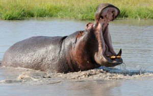 animaux dangereux - hippopotame