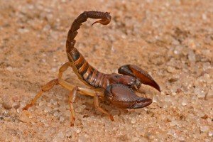 animaux dangereux - scorpion