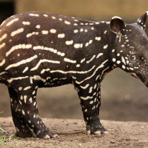 bébé tapir