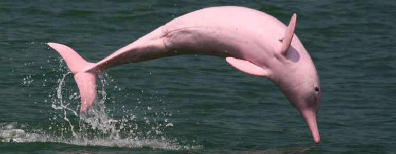 Pinky, le dauphin rose