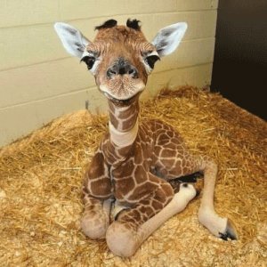 top 10 des bébés animaux mignons bebe-girafe