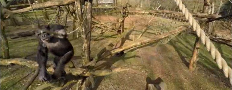 Un chimpanzé abat un drone avec une branche