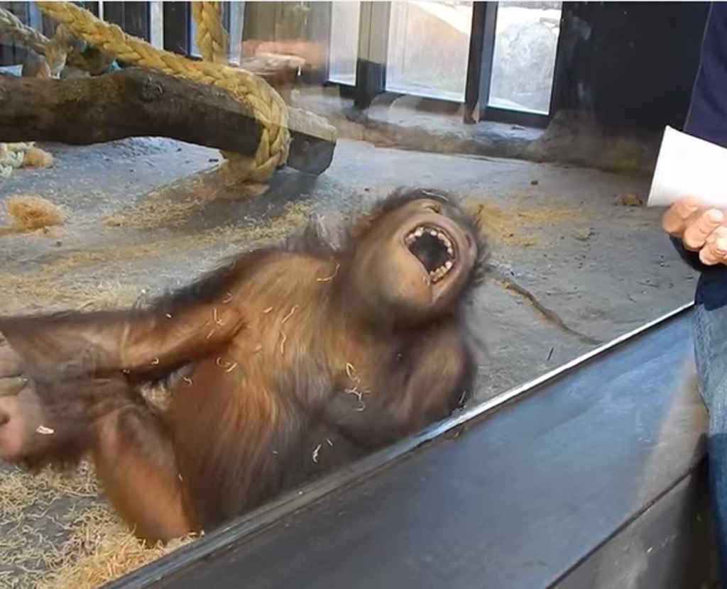 Rire est le propre du singe