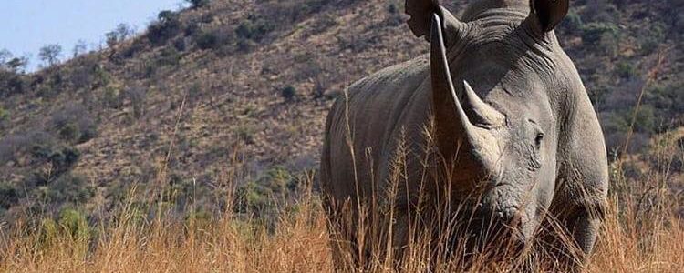 Des rhinocéros en Australie pour sauver l’espèce